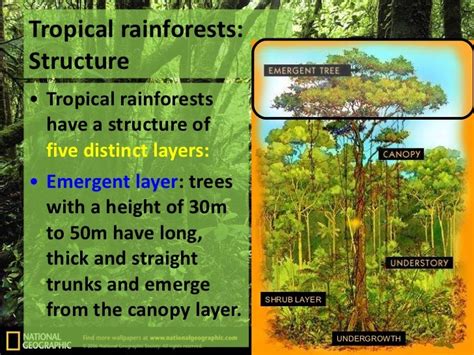 2011 Sec 3 Elective Geography Chapter 03 • Types Of Natural Vegetation