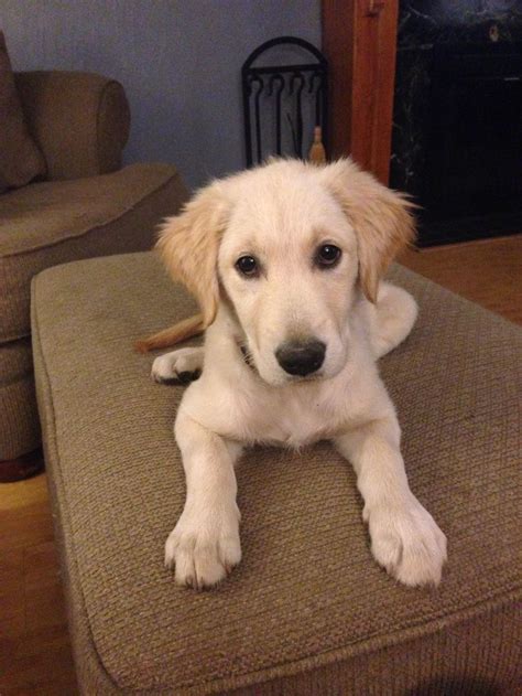 Winnie3 Month Old Golden Retriever Courtesy Of Neighbor Mr