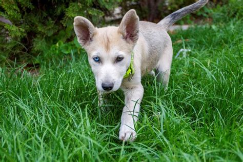 Gerberian Shepsky German Shepherd And Siberian Husky Mix Info