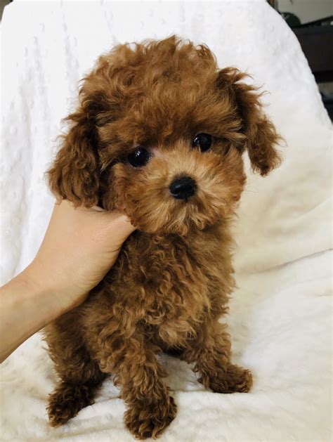 Maltipoo Red Puppy For Sale Iheartteacups