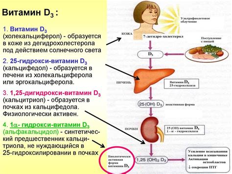 Анализ крови на витамин д норма витамина д в организме причины недостатка