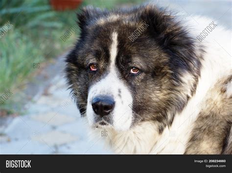 Caucasian Sheepdog Image & Photo (Free Trial) | Bigstock