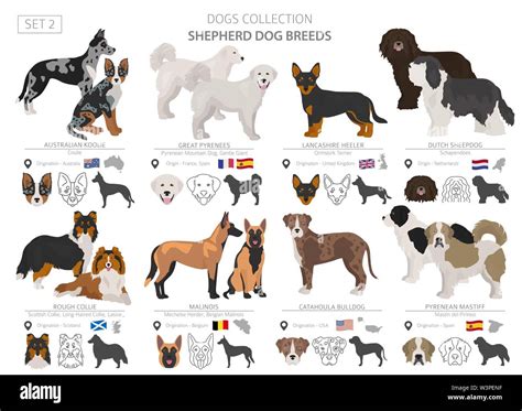 Sheep Herding Dogs Breeds