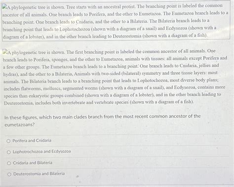 Solved FA phylogenetic tree is shown. Tree starts with an | Chegg.com