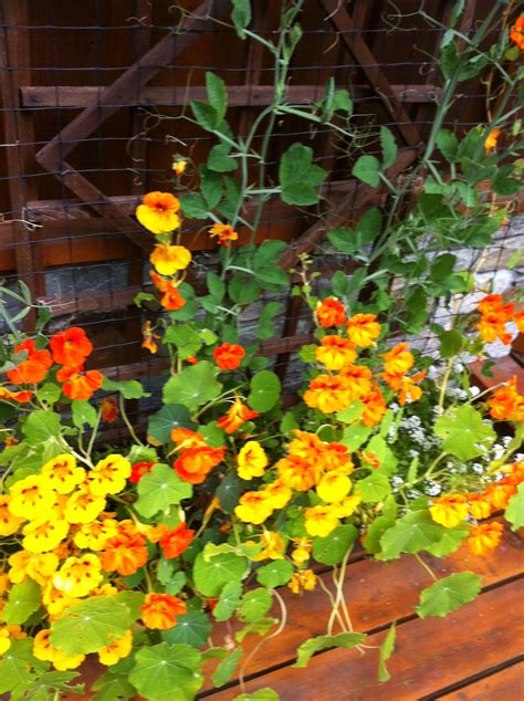 Nasturtiums in box planter | Jardinería