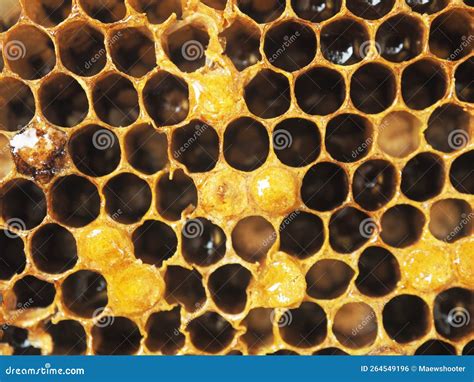 Honey Bee Pattern Hexzagon Full of Honey Stock Photo - Image of ...