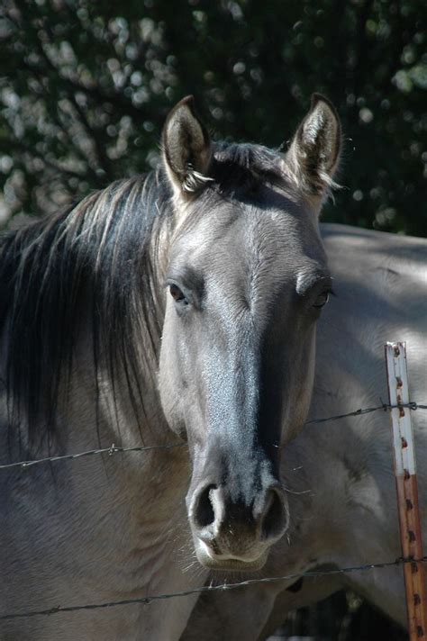 Handsome grulla colored horse. Grulla is a black horse with the dun gene; they can range in ...