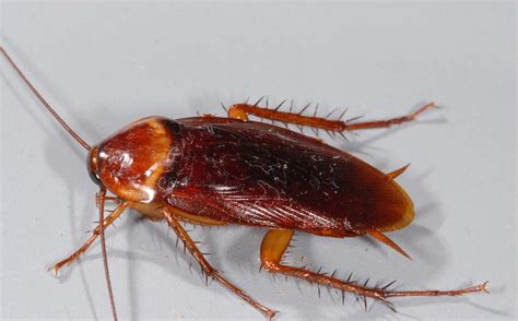 cockroach pest control removal melbourne cockroaches pest control