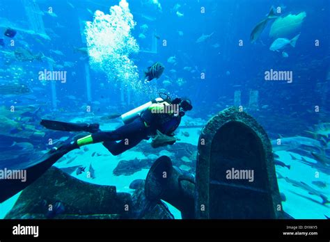 A diver in the aquarium at the Atlantis, The Palm Hotel in Dubai ...