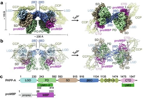 Cell Discovery If Revealing The Structure And Mechanism Of