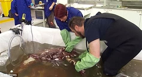 Into The Deep Rare Kg Colossal Squid Found In The Antarctic Is