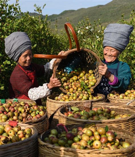 贵州松桃：金秋油茶喜丰收图片新闻中国政府网