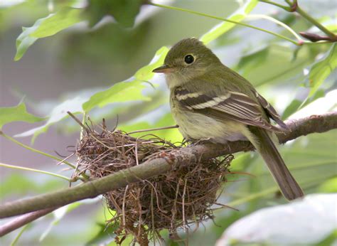 Acadian Flycatcher Facts Behavior Diet Adaptations Pictures