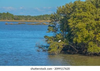 Mangroves Cedar Key National Wildlife Refuge Stock Photo 2099117620 ...