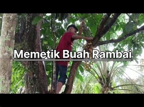 Memetik Buah Rambai Hutan Di Perbukitan Dharmasraya Sumatera Barat