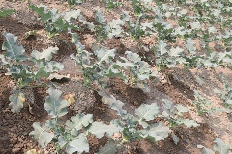 Broccoli Farm for Harvest are Cash Crops Stock Photo - Image of plate ...