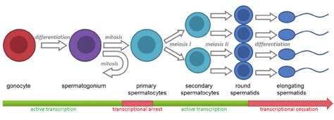 Spermatogenesis Timeline