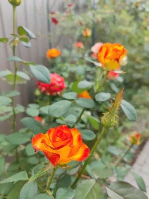 Роза лина фото - 71 картинка