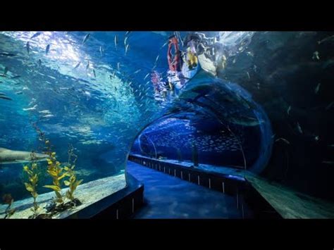 sea life aquarium  haeundae beach busan busan korea beach youtube