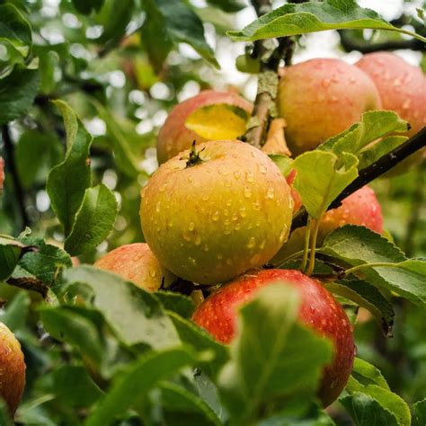 Ambrosia Apple Tree For Sale - 4-5ft Bareroot Organic