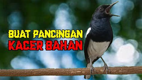 Suara Dasar Kacer Ngeplong Sore Hari Buat Pancingan Kacer Bahan Agar