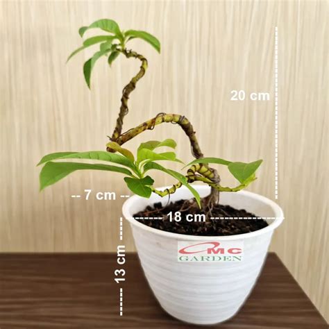 Bonsai Bonsae Mame Jambu Biji Merah Tanaman Hias Lazada Indonesia