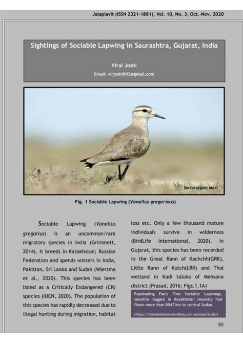 PDF Sightings Of Sociable Lapwing Vanellus Gregarius In Saurashtra