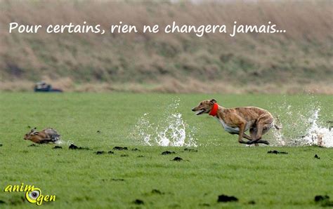 Instinct De Pr Dation Que Faire Lorsquun Chien Poursuit Tout Ce Qui