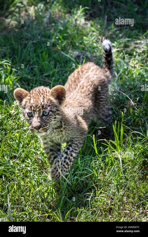 Animals of the Masai Mara Stock Photo - Alamy