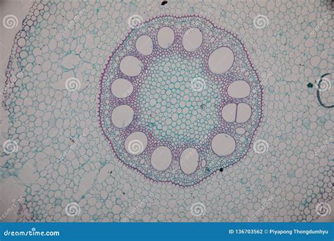 Cross Section Dicot Monocot And Root Of Plant Stem Under The