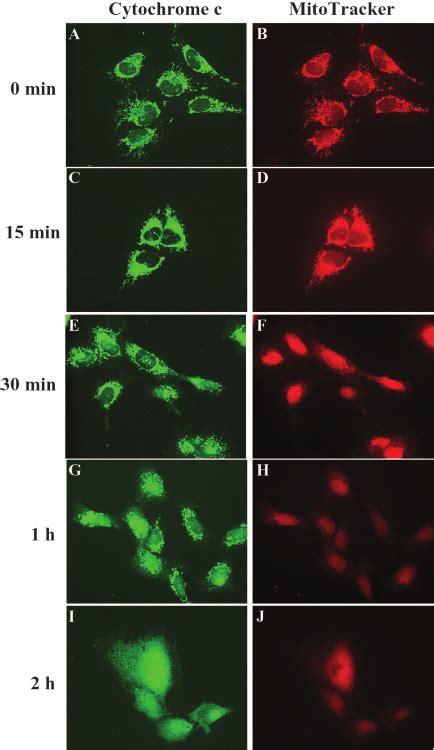 Loss Of M Precedes Cytochrome C Release During BMD188 Induced GM701