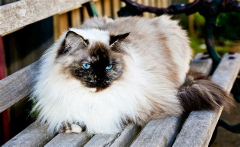 Ragdoll Cats - Burke's Backyard