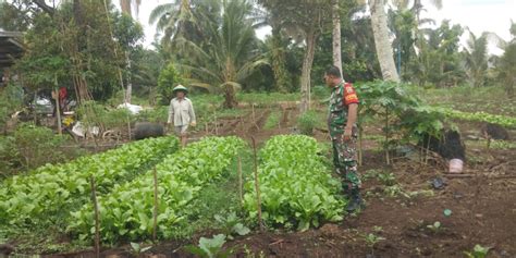 Babinsa Koramil 01 Dumai Bantu Warga Tanam Sawi