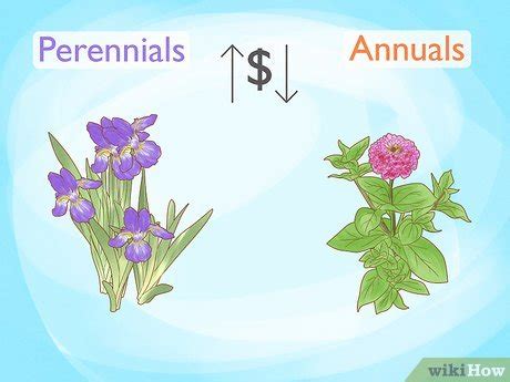 Perennial Flowers vs. Annuals: What’s the Difference?