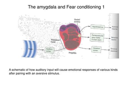 PPT - The Amygdala and Emotional Memory PowerPoint Presentation, free ...