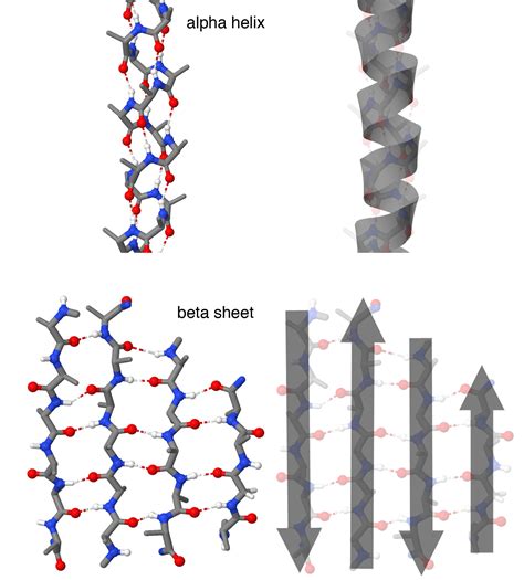 PDB 101 Learn Guide To Understanding PDB Data Protein Hierarchical