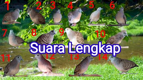 Perkutut Lokal Gacor Suara Merdu PancinganAneka Suara Merdu Lawan Jadi