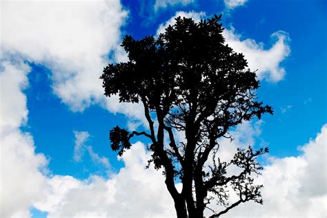 Fotos Gratis Rbol Naturaleza Horizonte Rama Nube Planta Luz De