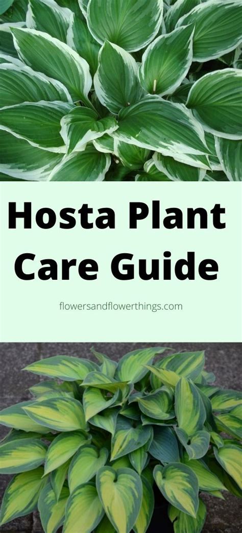 Hosta Plant Care Indoors And Outdoors Guide | Flowersandflowerthings