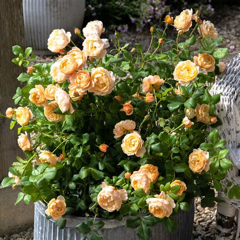 Roald Dahl – Wild Rose Nursery