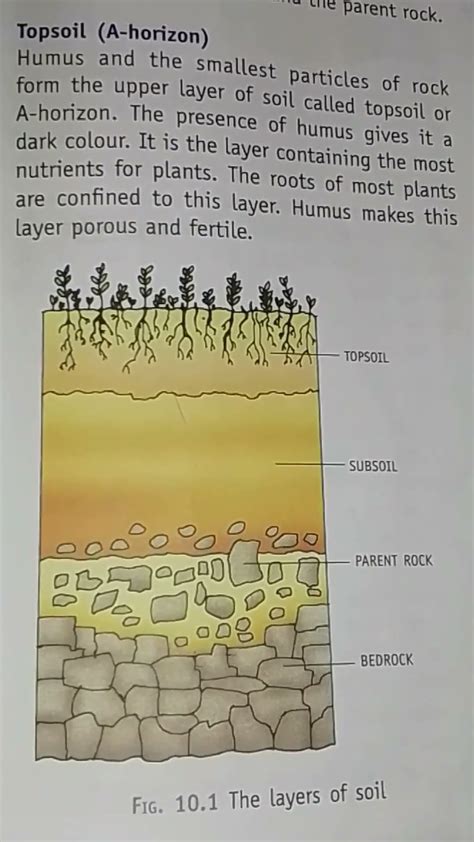 CBSE Science Ch Soil Short Note On Topsoil And Diagram Of Soil For