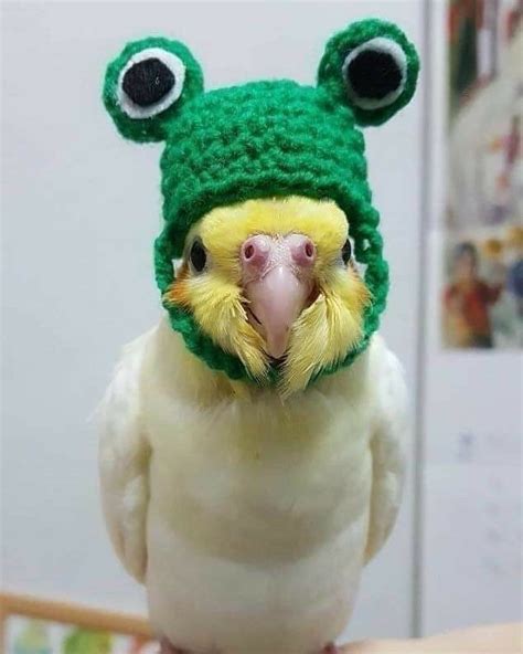 A Green And White Bird Wearing A Knitted Hat