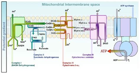 Electron Transport Chain - Definition and Steps | Biology Dictionary