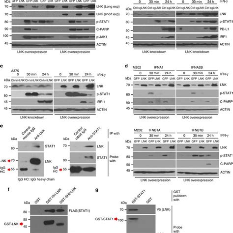 A Tumour Burden And Volume Decreases Following Adjuvant Or