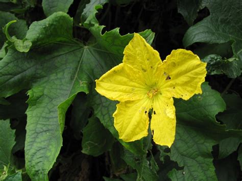 Luffa O Esponja Vegetal Cultivo