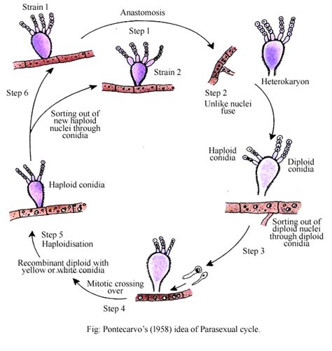 Parasexuality And Parasexual Life Cycle In Fungi