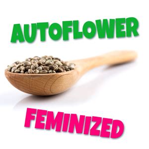 Feminized And Autoflowering Weed Seeds Mrs Cannabis