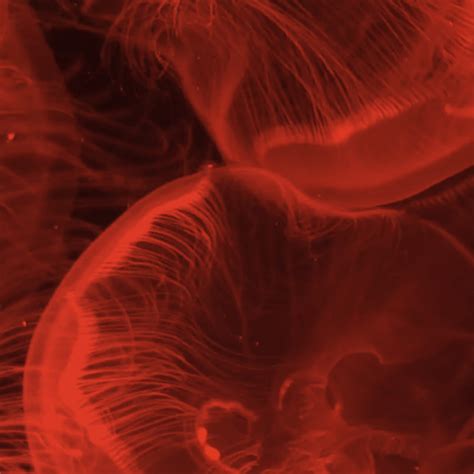 Vagina By Invisible Twins