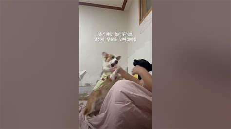 춘식이 놀아주기 웰시코기 놀아주기 강아지영상 다견가정 강아지 Petowner 반려견 대형견 댕댕이 Shorts