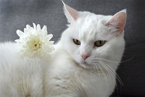 Spiritual Meaning Of White Cat In Your Dreams